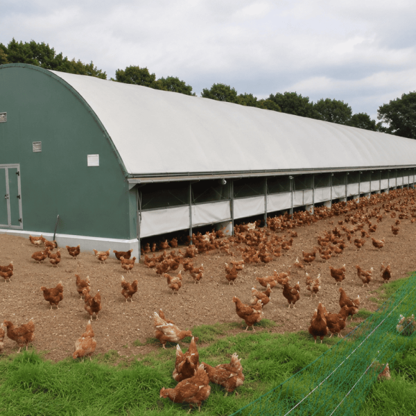 Geflügelfarm