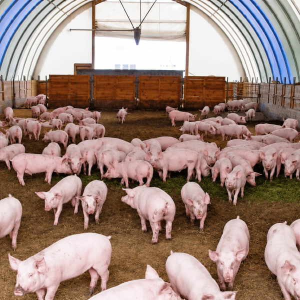 Schweineställe