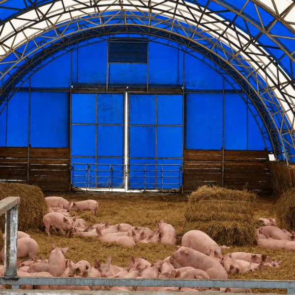 Schweineställe