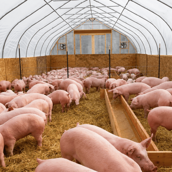 Schweineställe