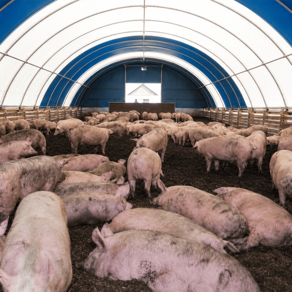 Schweineställe