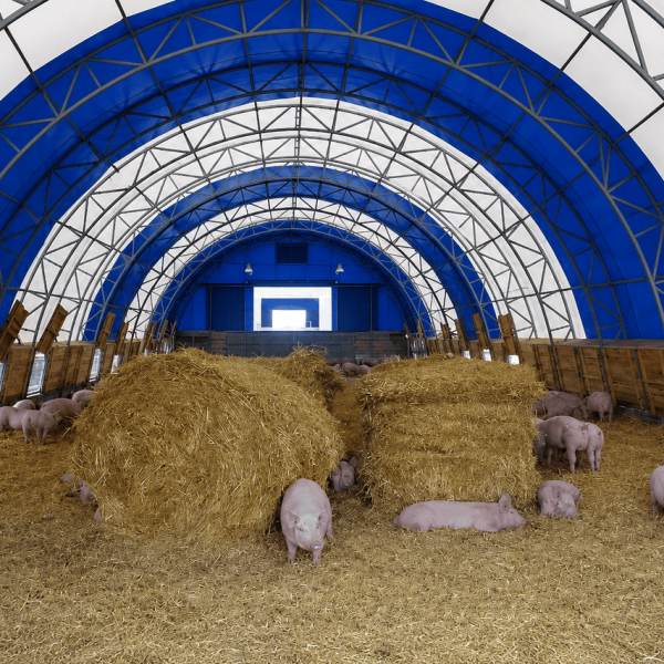 Schweineställe